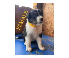 4 Australian Shepherd puppies ready for their forever home - 4