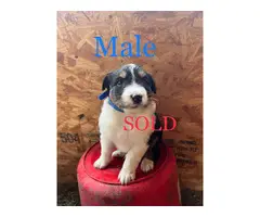 4 Australian Shepherd puppies ready for their forever home - 8