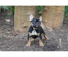 Gorgeous AKC French Bulldog puppies for sale