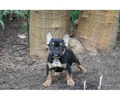 Gorgeous AKC French Bulldog puppies for sale - 2
