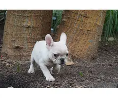 Gorgeous AKC French Bulldog puppies for sale - 3