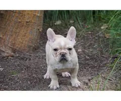 Gorgeous AKC French Bulldog puppies for sale - 4