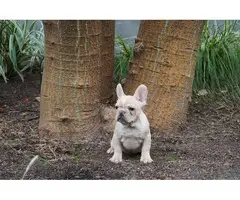 Gorgeous AKC French Bulldog puppies for sale - 5