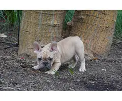 Gorgeous AKC French Bulldog puppies for sale - 6