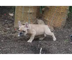 Gorgeous AKC French Bulldog puppies for sale - 7
