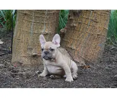 Gorgeous AKC French Bulldog puppies for sale - 8