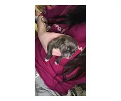 Pitbull Terrier puppies - 2 litters available - 2