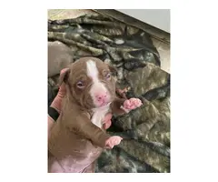 Pitbull Terrier puppies - 2 litters available - 3