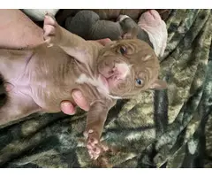 Pitbull Terrier puppies - 2 litters available - 4