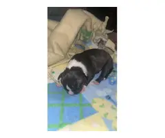 Pitbull Terrier puppies - 2 litters available - 7