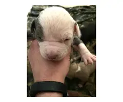 Pitbull Terrier puppies - 2 litters available - 9