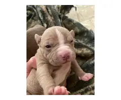 Pitbull Terrier puppies - 2 litters available - 10