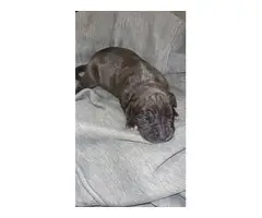 Pitbull Terrier puppies - 2 litters available - 11