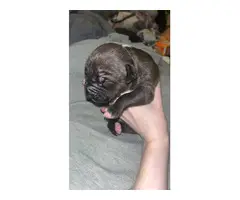 Pitbull Terrier puppies - 2 litters available - 12