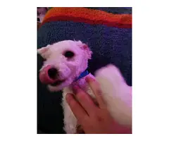 4 months old sweet Maltipoo puppy - 2