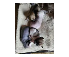 4 lovely Chinese Crested puppies for sale