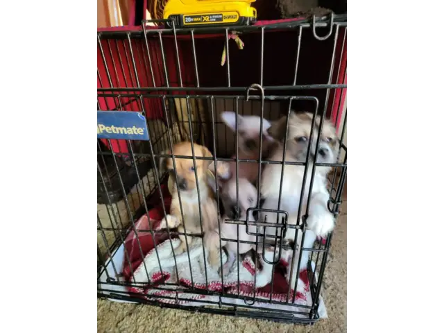 4 lovely Chinese Crested puppies for sale in Oklahoma City - Puppies ...