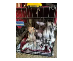 4 lovely Chinese Crested puppies for sale - 5