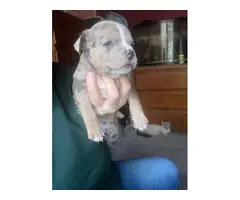 2 adorable female American bully pups - 2