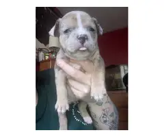 2 adorable female American bully pups - 3