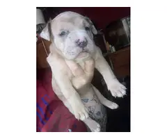 2 adorable female American bully pups - 4