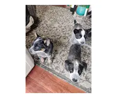 Full-blooded blue heeler puppies
