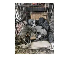 Full-blooded blue heeler puppies - 2