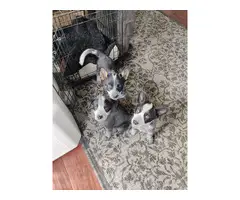 Full-blooded blue heeler puppies - 3