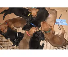 8 Doberman/Great Dane puppies for sale - 3