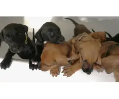 8 Doberman/Great Dane puppies for sale - 4