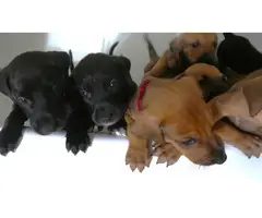 8 Doberman/Great Dane puppies for sale - 5