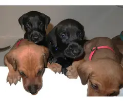 8 Doberman/Great Dane puppies for sale - 6