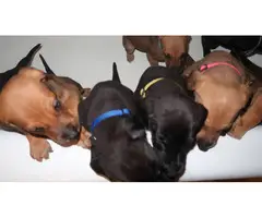 8 Doberman/Great Dane puppies for sale - 7
