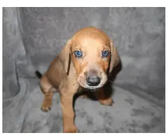 8 Doberman/Great Dane puppies for sale - 8