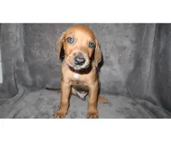 8 Doberman/Great Dane puppies for sale - 9