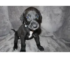 8 Doberman/Great Dane puppies for sale - 10