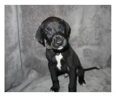 8 Doberman/Great Dane puppies for sale - 11