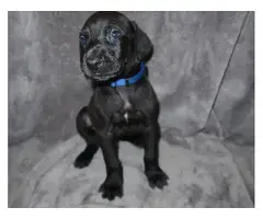 8 Doberman/Great Dane puppies for sale - 12