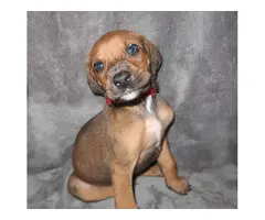 8 Doberman/Great Dane puppies for sale - 13