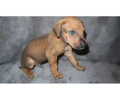 8 Doberman/Great Dane puppies for sale - 14