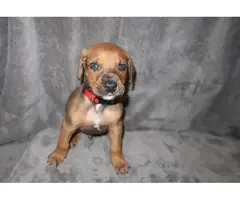 8 Doberman/Great Dane puppies for sale - 15