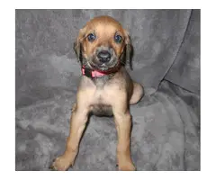 8 Doberman/Great Dane puppies for sale - 16