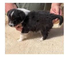 2 male Sheltie puppies looking for home - 2
