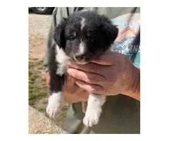 2 male Sheltie puppies looking for home - 3