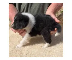 2 male Sheltie puppies looking for home - 4