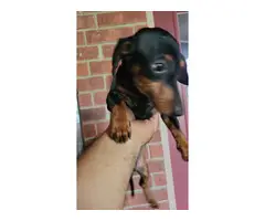 3 adorable dachshund puppies - 8