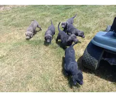 6 Lab puppies for sale - 2
