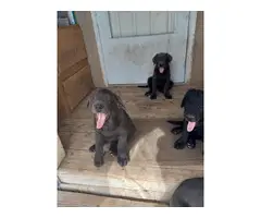 6 Lab puppies for sale - 6