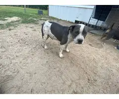 Pitbull bully mix puppy for sale - 2