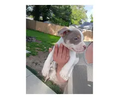 7 drop dead gorgeous American Bully puppies